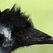 20090827 0284Aw [D~ST] Emu (Dromaius novaehollandia), Zoo Rheine