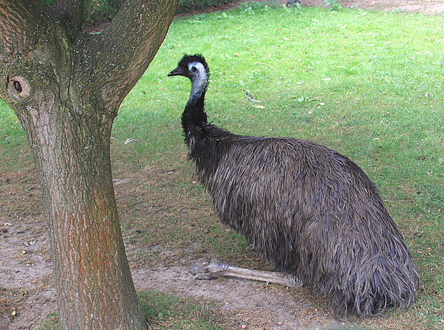 20090827 0286Aw [D~ST] Emu (Dromaius novaehollandia), Zoo Rheine