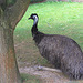 20090827 0286Aw [D~ST] Emu (Dromaius novaehollandia), Zoo Rheine