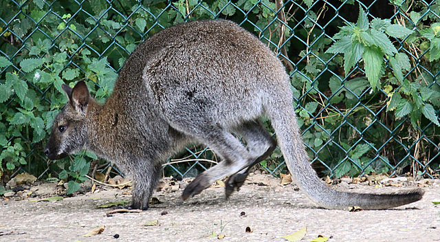 20090827 0287Aw [D~ST] Bennett-Känguru (Macropus rufogriseus), Zoo Rheine