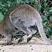 20090827 0287Aw [D~ST] Bennett-Känguru (Macropus rufogriseus), Zoo Rheine