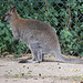 20090827 0288Aw [D~ST] Bennett-Känguru (Macropus rufogriseus), Zoo Rheine