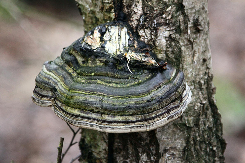 20100225 1465Aw [D~MI] Zunderchwamm (Fomes fomentarius), Großes Torfmoor, Hille