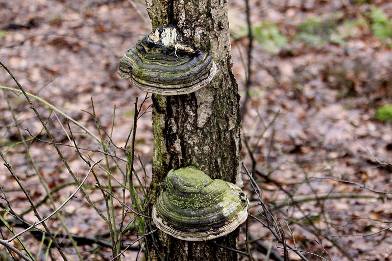 20100225 1468Aw [D~MI] Echter Zunderschwamm (Fomes fomentarius), Großes Torfmoor, Hille