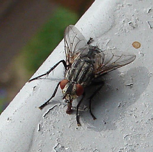 20090726 04800DSCw [D~LIP] Graue Fleischfliege (Sarcophaga carnaria), Bad Salzuflen