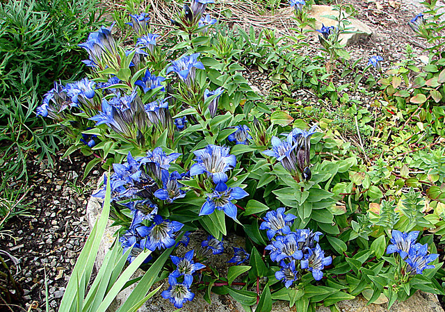 20090726 4801DSCw [D~LIP] Sommer-Enzian (Gentiana septemfida var. lagodechiana), Bad Salzuflen