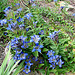 20090726 4801DSCw [D~LIP] Sommer-Enzian (Gentiana septemfida var. lagodechiana), Bad Salzuflen