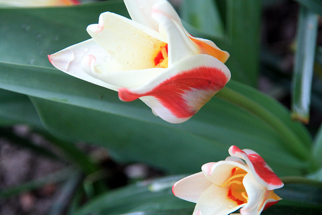 tulipes