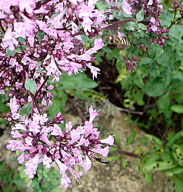 20090726 04803DSCw [D~LIP] Schwebfliege (Syrphus), Dost (Origanum laevigatum 'Herrenhausen')