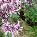 20090726 04803w Schwebfliege, Insekt, Dost (Origanum laevigatum 'Herrenhausen')