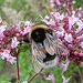 20090726 04804DSCw [D~LIP] Gartenhummel (Bombus hortorum), Dost, Bad Salzuflen