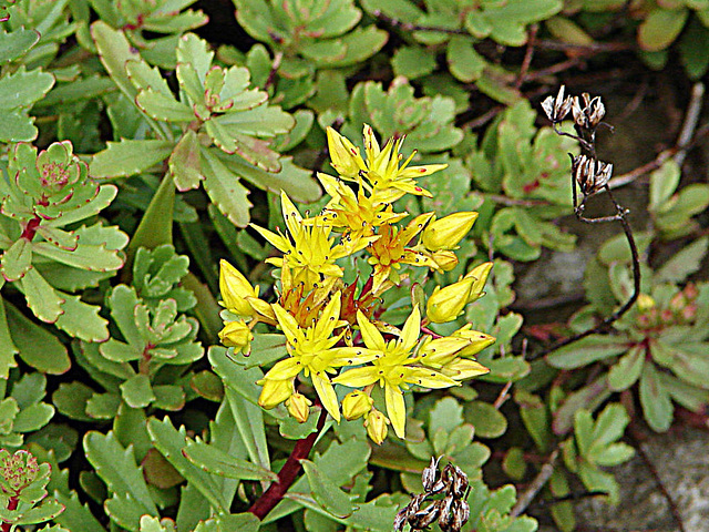 20090726 4806DSCw [D~LIP] Kamtschatka-Fettblatt  (Phedimus kamtschaticus), Bad Salzuflen