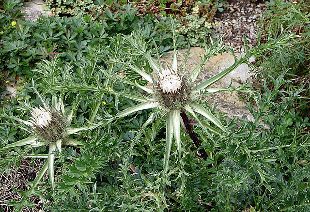 20090726 4807DSCw [D~LIP] Silberdistel (Carlina acaulis), Bad Salzuflen