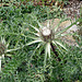 20090726 4807DSCw [D~LIP] Silberdistel (Carlina acaulis), Bad Salzuflen