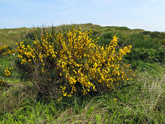 Dünenlandschaft