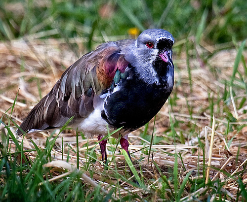 Southern Lapwing