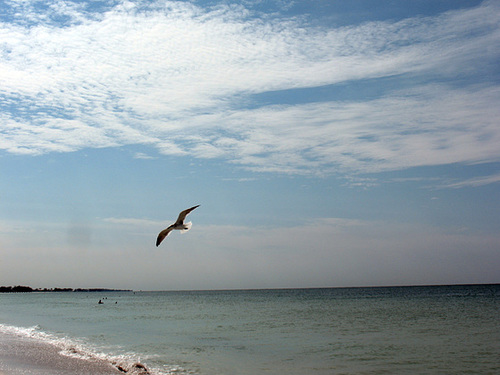 Beach flyer -Jonathan ...