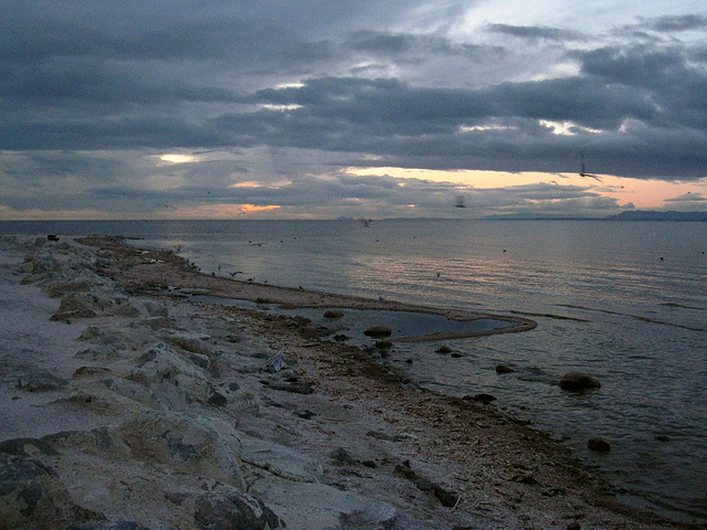 Salton Sea Beach (5398)