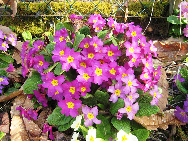 Les fleurs du jardin