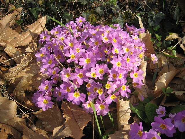 Les fleurs du jardin