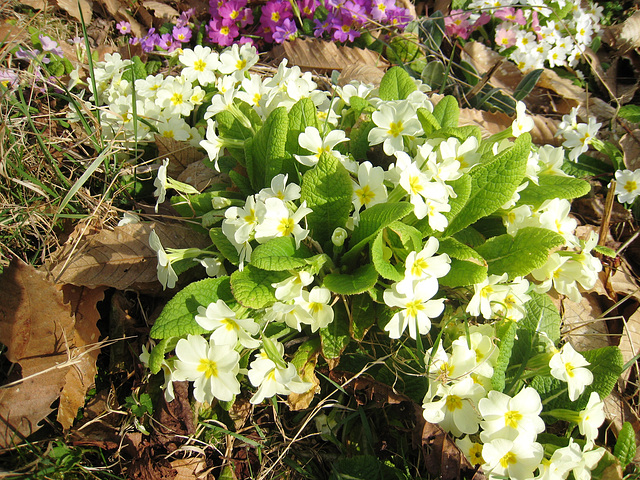 Les fleurs du jardin