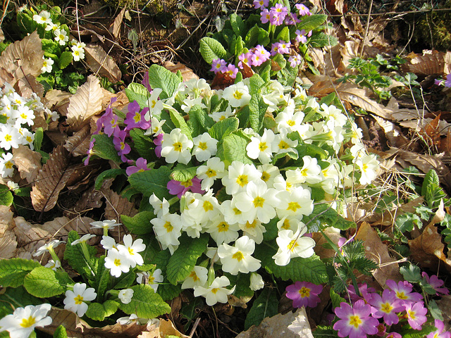 Les fleurs du jardin