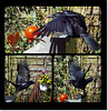 my ravencrow