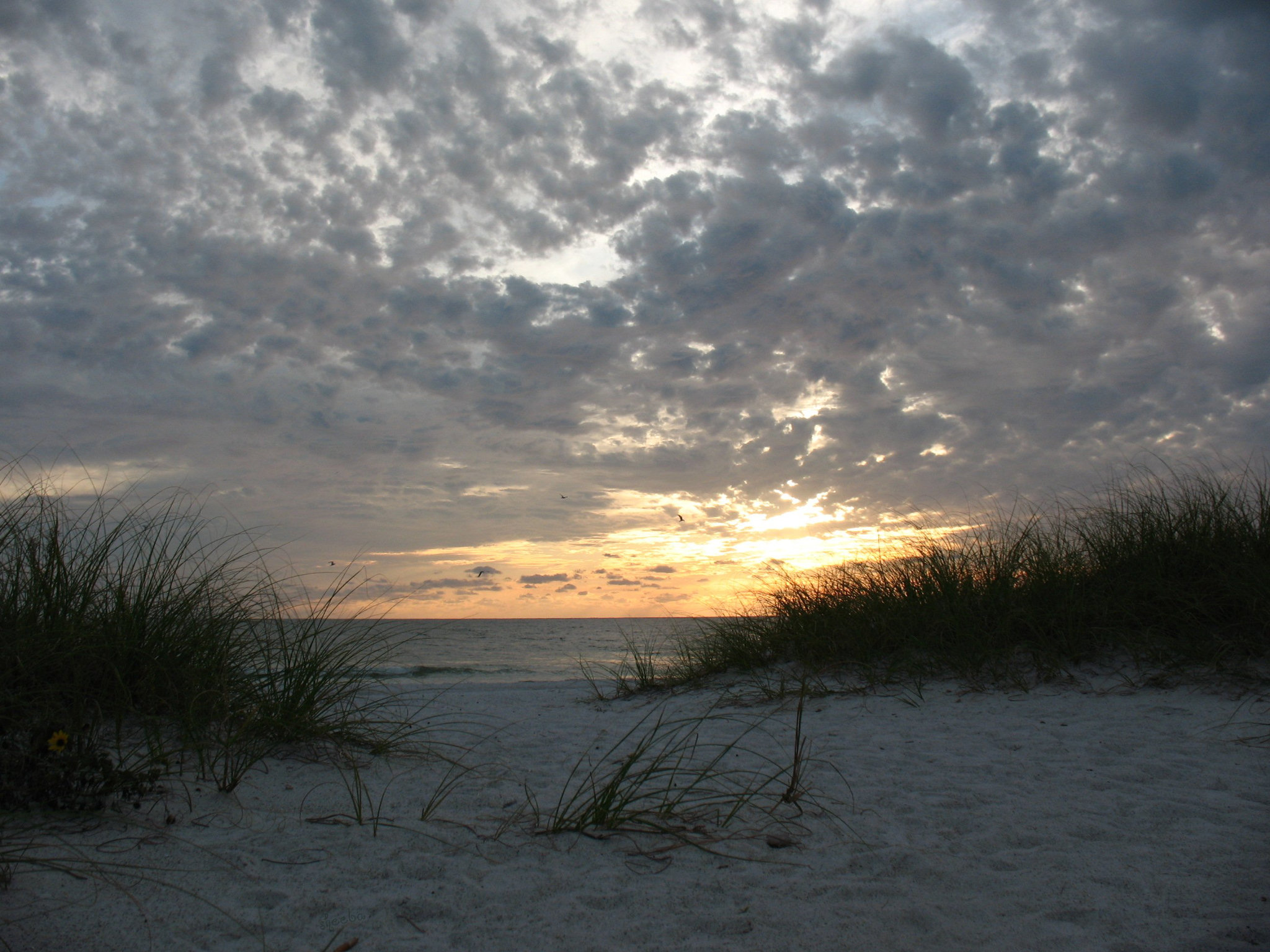 Sandy toes  ..