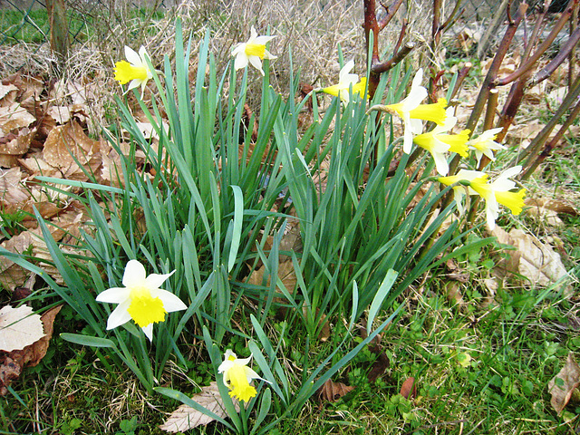 Les fleurs du jardin