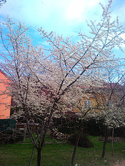 Ciruelos en flor.