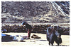Vallée du Khumbu (Népal)