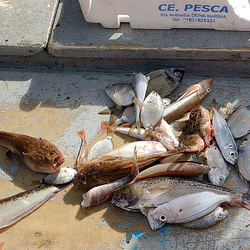 fiŝoj - Fische fiŝoj - Fische