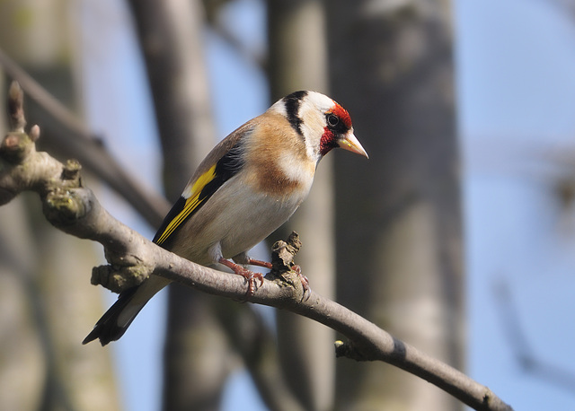 Goldfinch 1