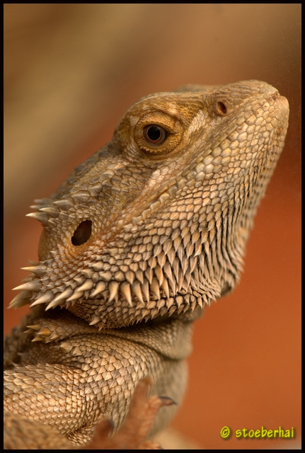 Bartagame (Pogona vitticeps)