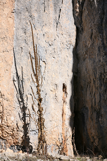 Mullein and rock