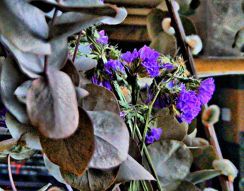 Purple flowers