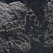 Three Rivers Petroglyphs (5828)
