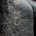 Three Rivers Petroglyphs (5832)
