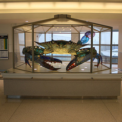 01.CallinectesDouglassi.BWI.Airport.MD.10March2010