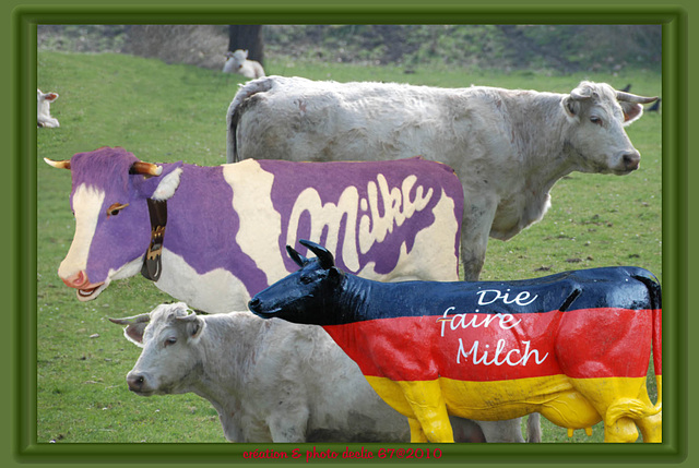 vaches