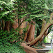 20070424 0170DSCw [D~KN] Urweltmammutbaum (Metasequoia glyptostroboides), Insel Mainau