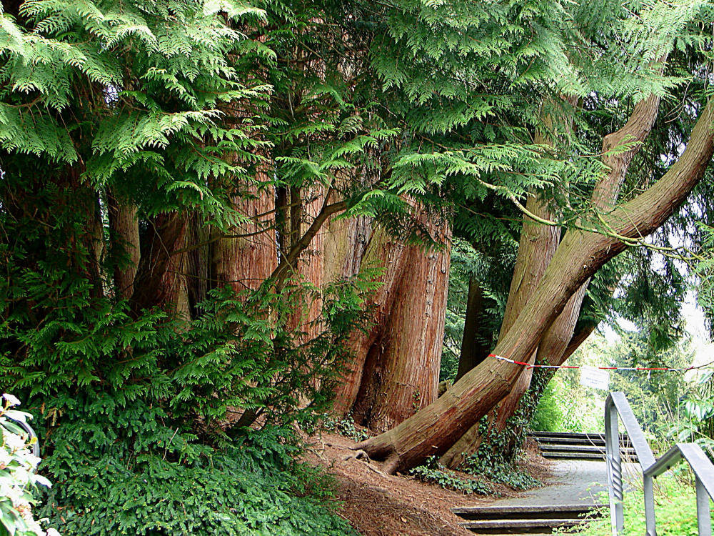 20070424 0170DSCw [D~KN] Mammutbaum (Metasequoia glyptostroboides), Insel Mainau