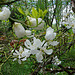 20070424 0171DSCw [D~KN] Stern-Magnolie (Magnolia stellata), Insel Mainau Bodensee
