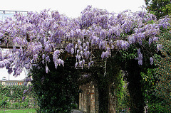 20070424 0174DSCw [D~KN] Blauregen, Insel Mainau