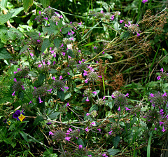 Clinopodium vulgare -Calament clinopode