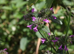 Clinopodium vulgare -Calament clinopode