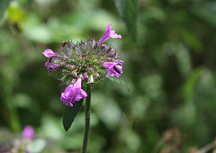 Clinopodium vulgare -Calament clinopode