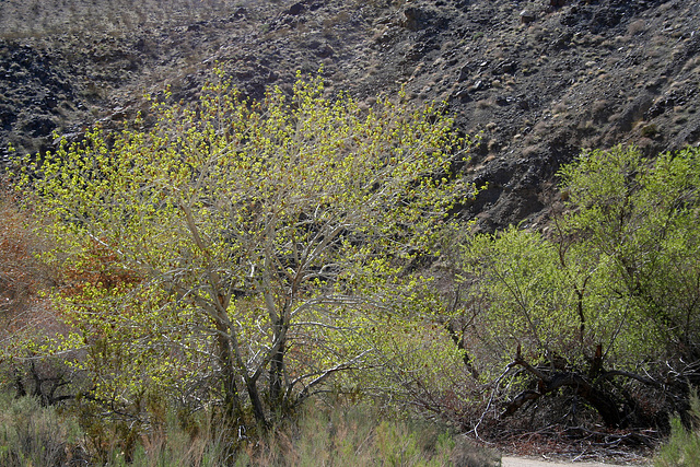 Cottonwood Canyon (4557)