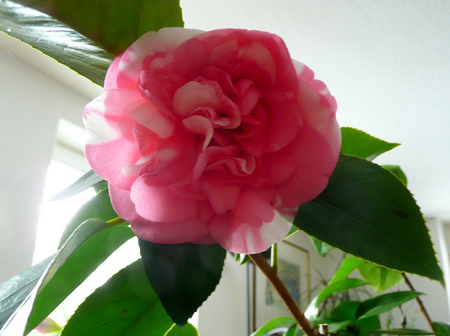 Camelia japonica 'Chandleri elegans' 19.1.2010