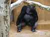 20090611 3248DSCw [D~H] Westlicher Flachlandgorilla, Zoo Hannover